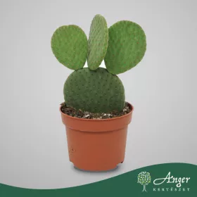   Opuntia (mix) - Fügekaktusz - vegyes - 15 cm magas - 10,5 cm-es cserépben