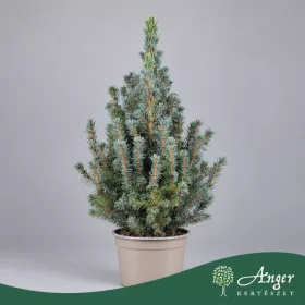   Picea glauca 'Sander's Blue' - Kék cukorsüvegfenyő - 38 cm magas - 15 cm-es cserépben