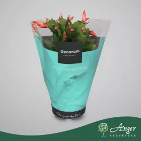   Schlumbergera 'Vida' - Karácsonyi kaktusz - narancssárga - 27 cm magas - 13 cm-es cserépben