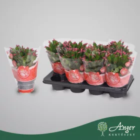   Schlumbergera 'België Rood' - Karácsonyi kaktusz - piros - 27 cm magas - 13 cm-es cserépben