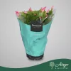 Schlumbergera 'Dark Eva' (Jolly Dancer) - Karácsonyi kaktusz - lila - 27 cm magas - 13 cm-es cserépben