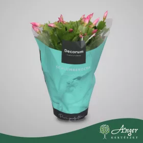   Schlumbergera 'Dark Eva' (Jolly Dancer) - Karácsonyi kaktusz - lila - 27 cm magas - 13 cm-es cserépben
