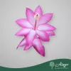 Schlumbergera 'Dark Eva' (Jolly Dancer) - Karácsonyi kaktusz - lila - 27 cm magas - 13 cm-es cserépben