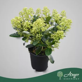   Skimmia japonica 'Finchy' - Japán dérbabér - 40 cm magas - 15 cm-es cserépben