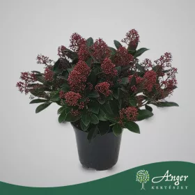   Skimmia japonica 'Rubella' - Japán dérbabér - 30 cm magas - 13 cm-es cserépben