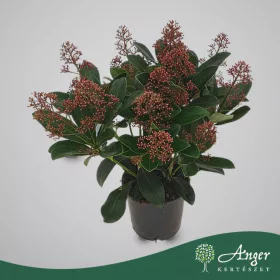   Skimmia japonica 'Rubella' - Japán dérbabér - 40 cm magas - 19 cm-es cserépben