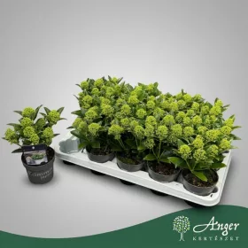   Skimmia japonica 'White Dwarf' - Japán dérbabér - fehér - 25 cm magas - 10,5 cm-es cserépben