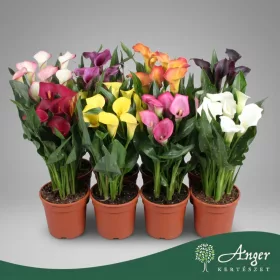   Zantedeschia, mix - Kála - vegyes - 40 cm magas - 13 cm-es cserépben