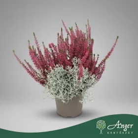   Calluna vulgaris - Muehlenbeckia - Csarab - Porclián - 30 cm magas - 13 cm-es cserépben