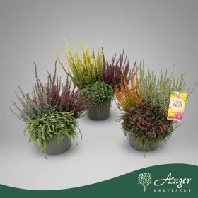   Calluna vulgaris 'Garden Girls Updown' - Csarab - vegyes - 35 cm magas - 17 cm-es cserépben