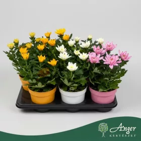   Chrysanthemum indicum 'Zembla' (Mix) - Krizantém - vegyes - 35 cm magas - 15 cm-es cserépben
