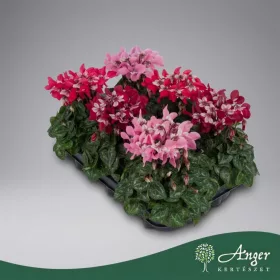   Cyclamen persicum 'Djix' - Perzsa ciklámen - vegyes - 20 cm magas - 10,5 cm-es cserépben