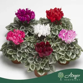   Cyclamen persicum 'Mini Silver' (Mix) - Perzsa ciklámen - vegyes - 30 cm magas - 10,5 cm-es cserépben