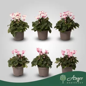   Cyclamen persicum 'Victoria' - Perzsa ciklámen - vegyes - 25 cm magas - 9 cm-es cserépben