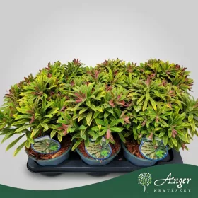   Euphorbia amygdaloides 'Ascot Rainbow' - Tarka kutyatej - 30 cm magas - 2 literes cserépben