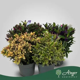   Hebe addenda, mix - Veronikacserje - vegyes - 35 cm magas - 19 cm-es cserépben