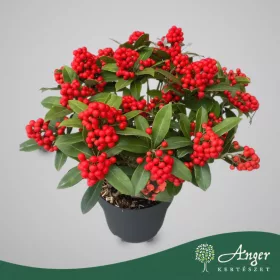   Skimmia japonica 'Helena' - Japán dérbabér - 50 cm magas - 3 literes cserépben