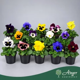   Viola × wittrockiana (F1, Mix) - Árvácska - vegyes - 15 cm magas - 9 cm-es cserépben