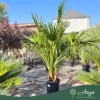 Chamaerops humilis (multitörzses) - Lószőrpálma - 160-180 cm magas - 30 literes cserépben