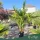 Chamaerops humilis (multitörzses) - Lószőrpálma - 160-180 cm magas - 30 literes cserépben