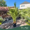 Chamaerops humilis (multitörzses) - Lószőrpálma - 160-180 cm magas - 30 literes cserépben