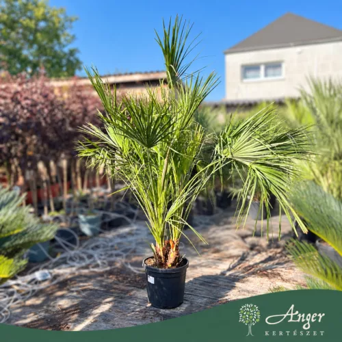 Chamaerops humilis (multitörzses) - Lószőrpálma - 160-180 cm magas - 30 literes cserépben