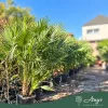 Chamaerops humilis (multitörzses) - Lószőrpálma - 160-180 cm magas - 30 literes cserépben