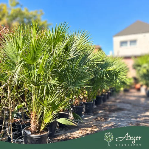 Chamaerops humilis (multitörzses) - Lószőrpálma - 160-180 cm magas - 30 literes cserépben