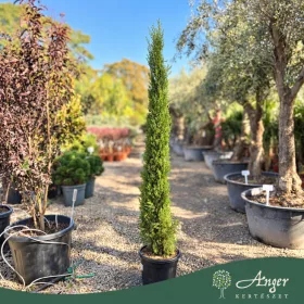   Cupressus sempervirens 'Pyramidalis' - Olasz ciprus - 140-160 cm magas - 18 literes cserépben