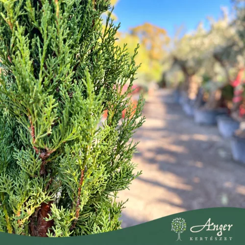Cupressus sempervirens 'Pyramidalis' - Olasz ciprus - 140-160 cm magas - 18 literes cserépben