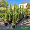 Cupressus sempervirens 'Pyramidalis' - Olasz ciprus - 140-160 cm magas - 18 literes cserépben