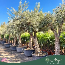   Olea europaea - Olajfa bonsai, alacsony tálban - 220 cm magas - 240 literes cserépben