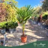 Trachycarpus fortunei – Kínai kenderpálma 150 - 180cm magas, 30 cm es cserépben 