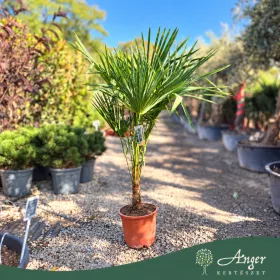   Trachycarpus fortunei – Kínai kenderpálma 150 - 180cm magas, 30 cm es cserépben 