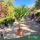 Trachycarpus fortunei – Kínai kenderpálma 150 - 180cm magas, 30 cm es cserépben 