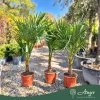 Trachycarpus fortunei – Kínai kenderpálma 150 - 180cm magas, 30 cm es cserépben 