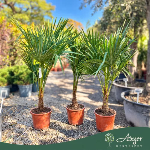 Trachycarpus fortunei – Kínai kenderpálma 150 - 180cm magas, 30 cm es cserépben 