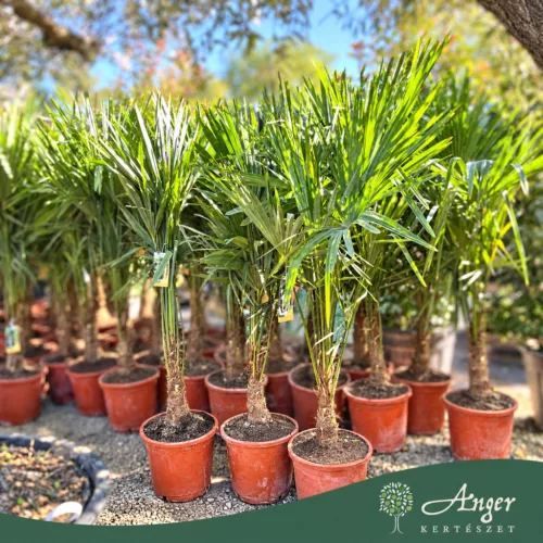 Trachycarpus fortunei – Kínai kenderpálma 150 - 180cm magas, 30 cm es cserépben 