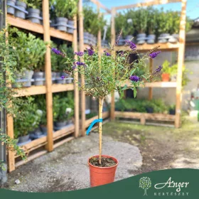   Buddleja davidii 'Black Knight' - Nyári orgona - mini törzs - 7 literes cserépben