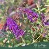 Buddleja davidii 'Black Knight' - Nyári orgona - mini törzs - 7 literes cserépben