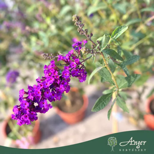 Buddleja davidii 'Black Knight' - Nyári orgona - mini törzs - 7 literes cserépben