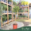 Buddleja davidii 'Purple Chip' - Nyári orgona - mini törzs - 7 literes cserépben