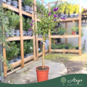   Buddleja davidii 'Purple Chip' - Nyári orgona - mini törzs - 7 literes cserépben