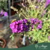 Buddleja davidii 'Purple Chip' - Nyári orgona - mini törzs - 7 literes cserépben