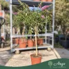 Buddleja davidii 'Pink Delight' - Nyári orgona - mini törzs - 7 literes cserépben