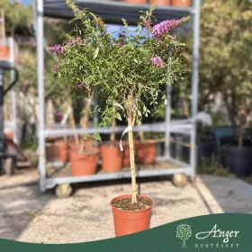   Buddleja davidii 'Pink Delight' - Nyári orgona - mini törzs - 7 literes cserépben