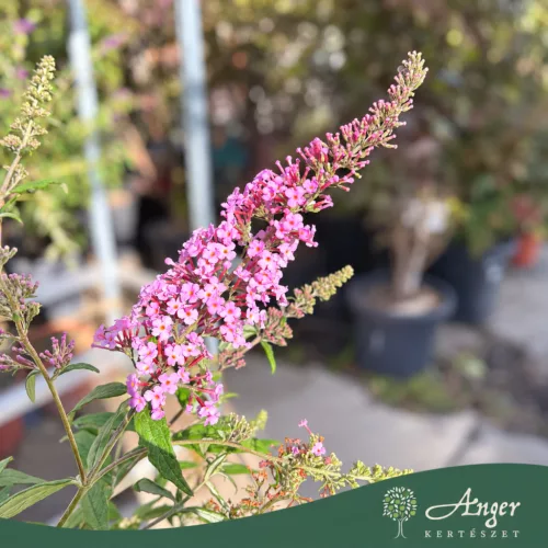 Buddleja davidii 'Pink Delight' - Nyári orgona - mini törzs - 7 literes cserépben