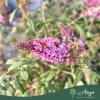 Buddleja davidii 'Pink Delight' - Nyári orgona - mini törzs - 7 literes cserépben