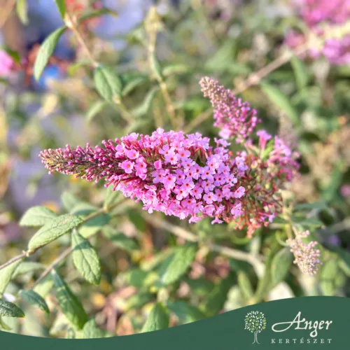 Buddleja davidii 'Pink Delight' - Nyári orgona - mini törzs - 7 literes cserépben