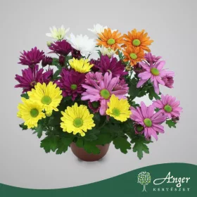   Chrysanthemum 'Rock Roll' - Krizantém - 27 cm magas - 14 cm-es cserépben